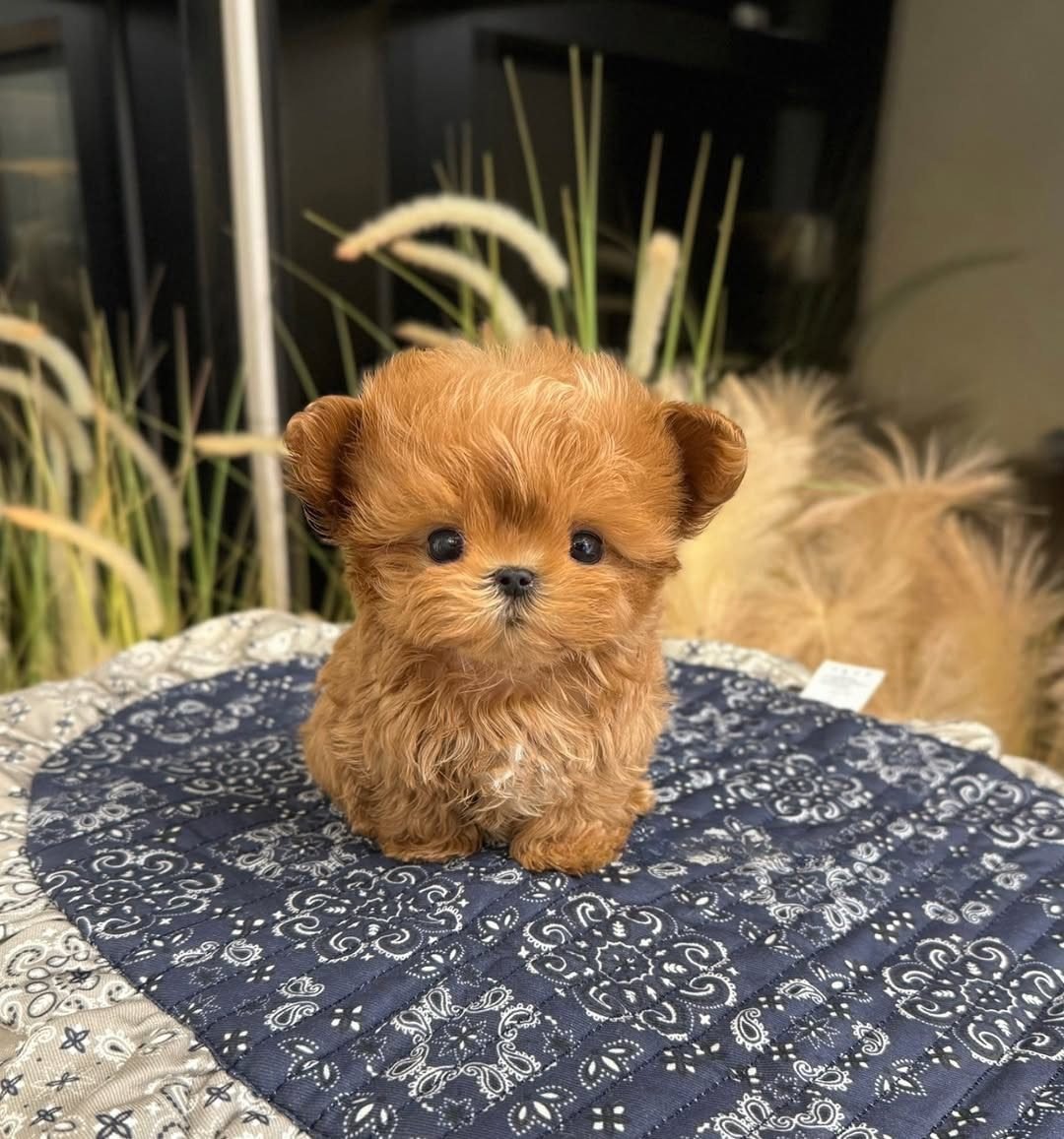 Adopt A Maltipoo | Maltipoo Adoption