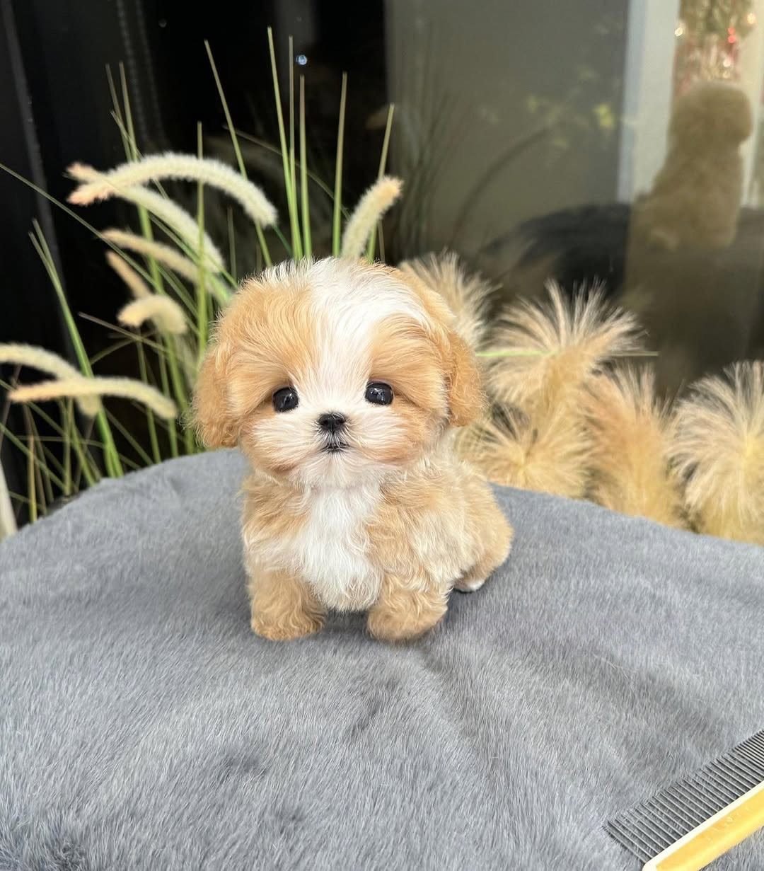 Toy Maltipoo Puppies For Sale | Toy Maltipoo For Sale