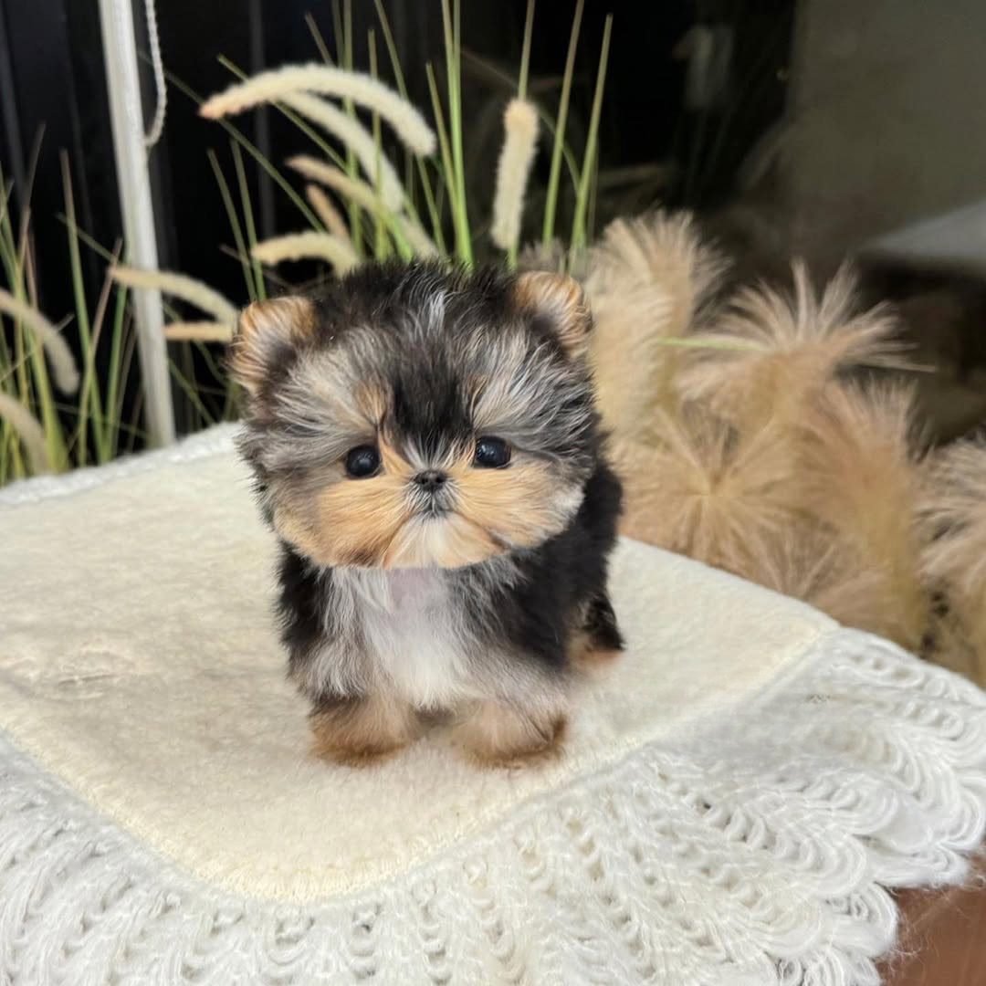 Affordable Morkie Puppies for Sale Under $500