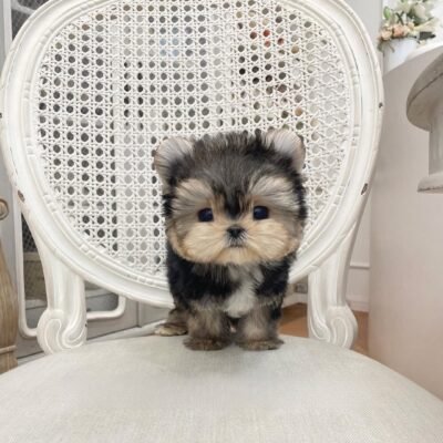 Morkie for Sale | Premier teacup Puppies
