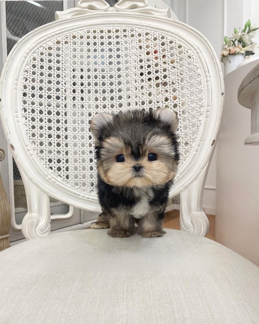 Morkie for Sale | Premier teacup Puppies
