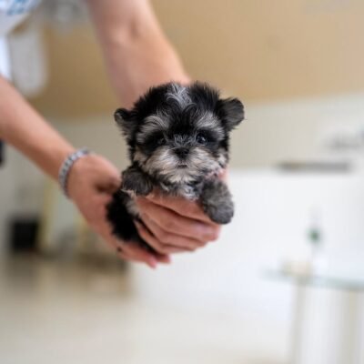 Morkie Puppies for Sale Near Me | Premier teacup Puppies