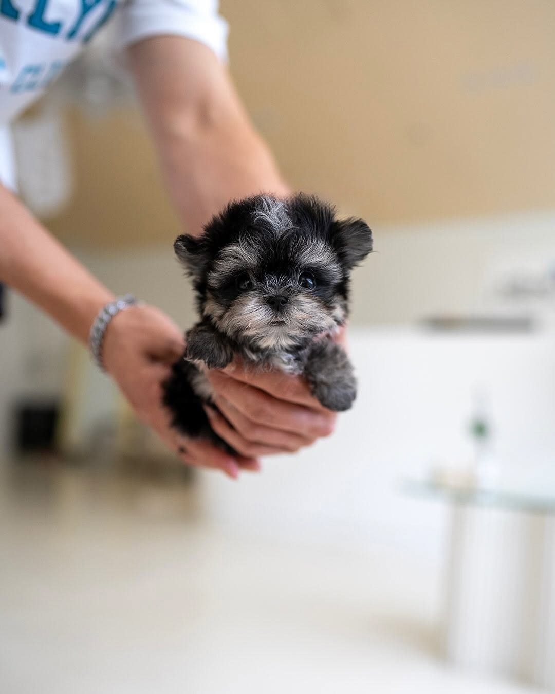 Morkie Puppies for Sale Near Me | Premier teacup Puppies
