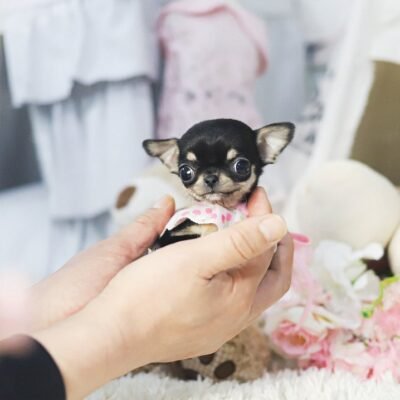 Teacup Chihuahua for Sale – Premier teacup Puppies