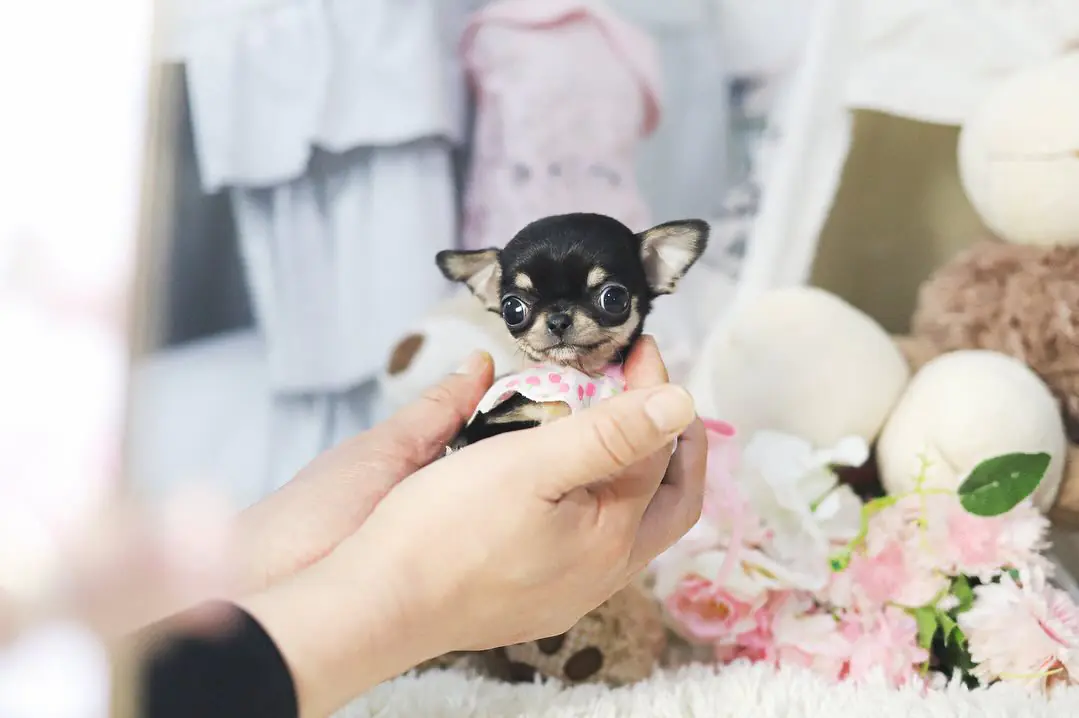 Teacup Chihuahua for Sale – Premier teacup Puppies