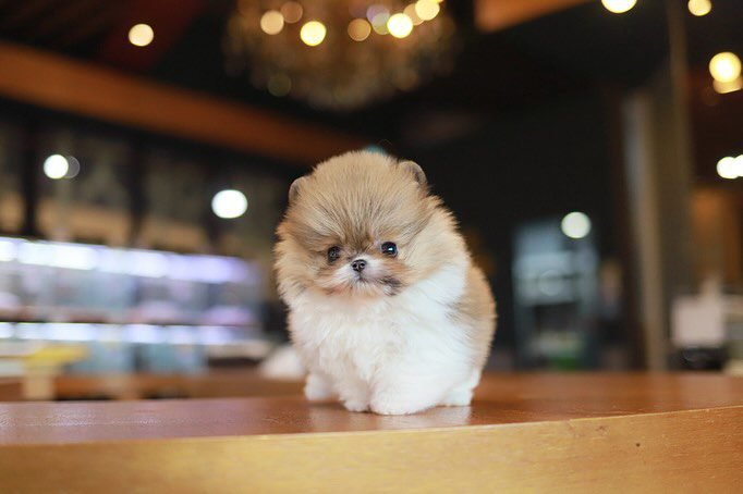 Teacup Pomeranian puppies for sale $250