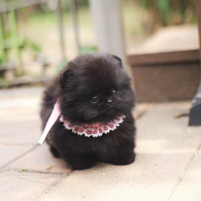 Pomeranian puppies for sale near me under $500