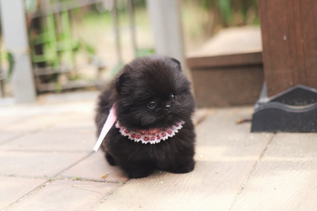 Pomeranian puppies for sale near me under $500