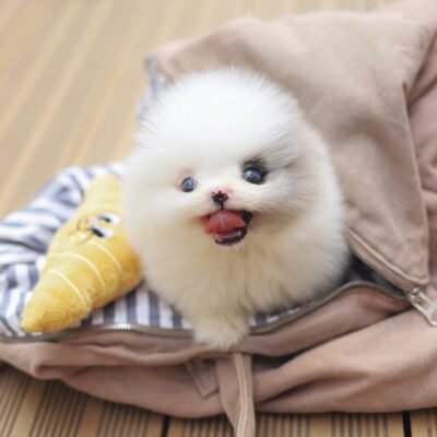 Teacup Pomeranian Puppies for Sale | Premium Teacup Pups