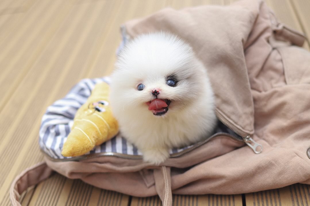Teacup Pomeranian Puppies for Sale | Premium Teacup Pups