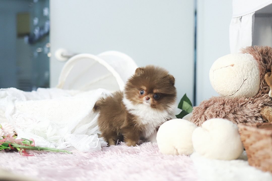 Find Your Perfect Black Pomeranian – Premier teacup Puppies