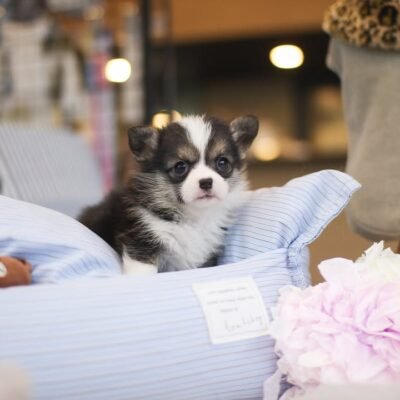 Corgi puppies for adoption | Premier teacup Puppies