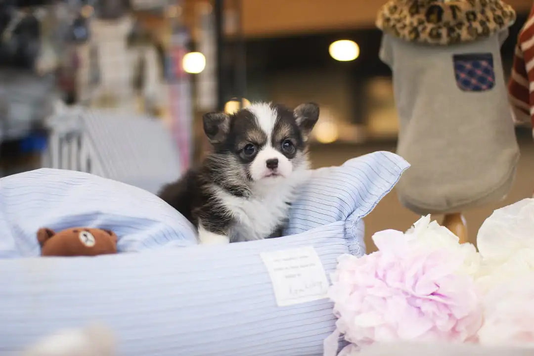 Corgi puppies for adoption | Premier teacup Puppies