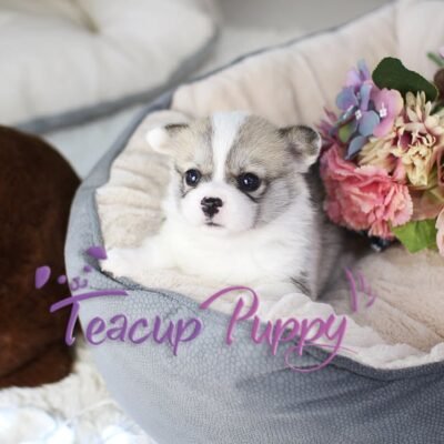 Corgi Puppies for Sale Near me | Premier teacup Puppies​