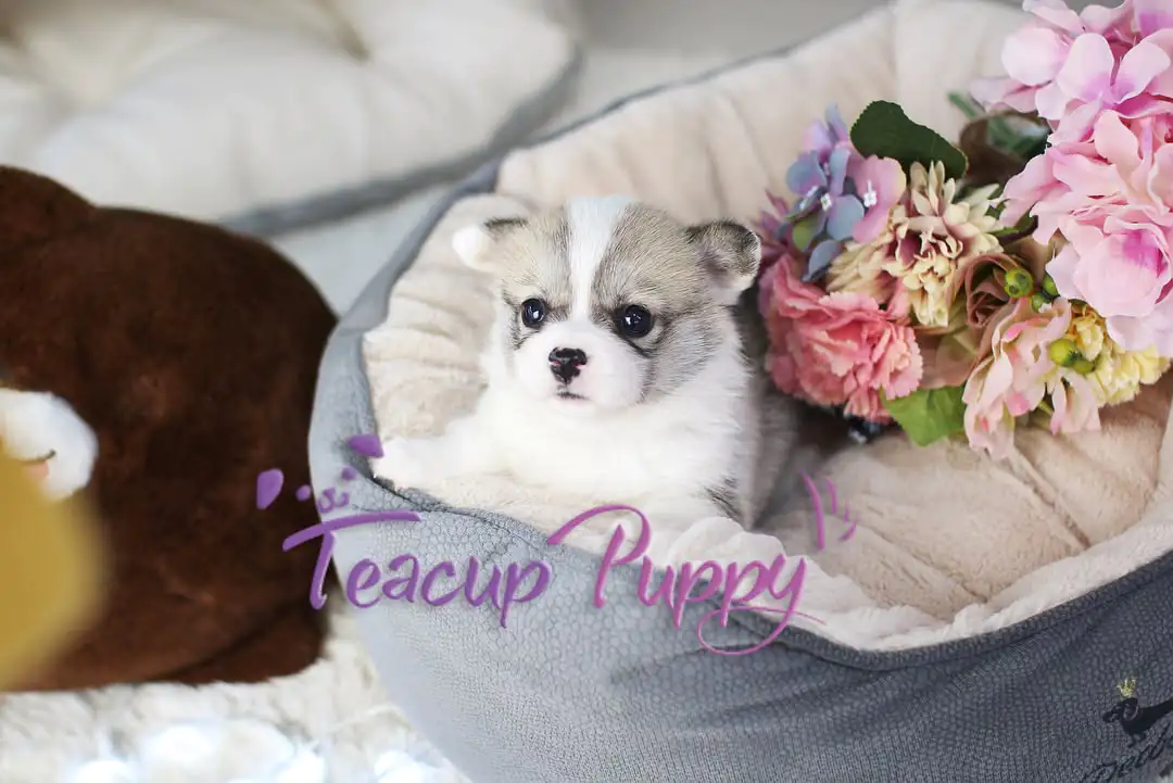Corgi Puppies for Sale Near me | Premier teacup Puppies​