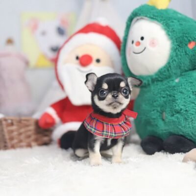 Chihuahua puppies for sale near me under $200