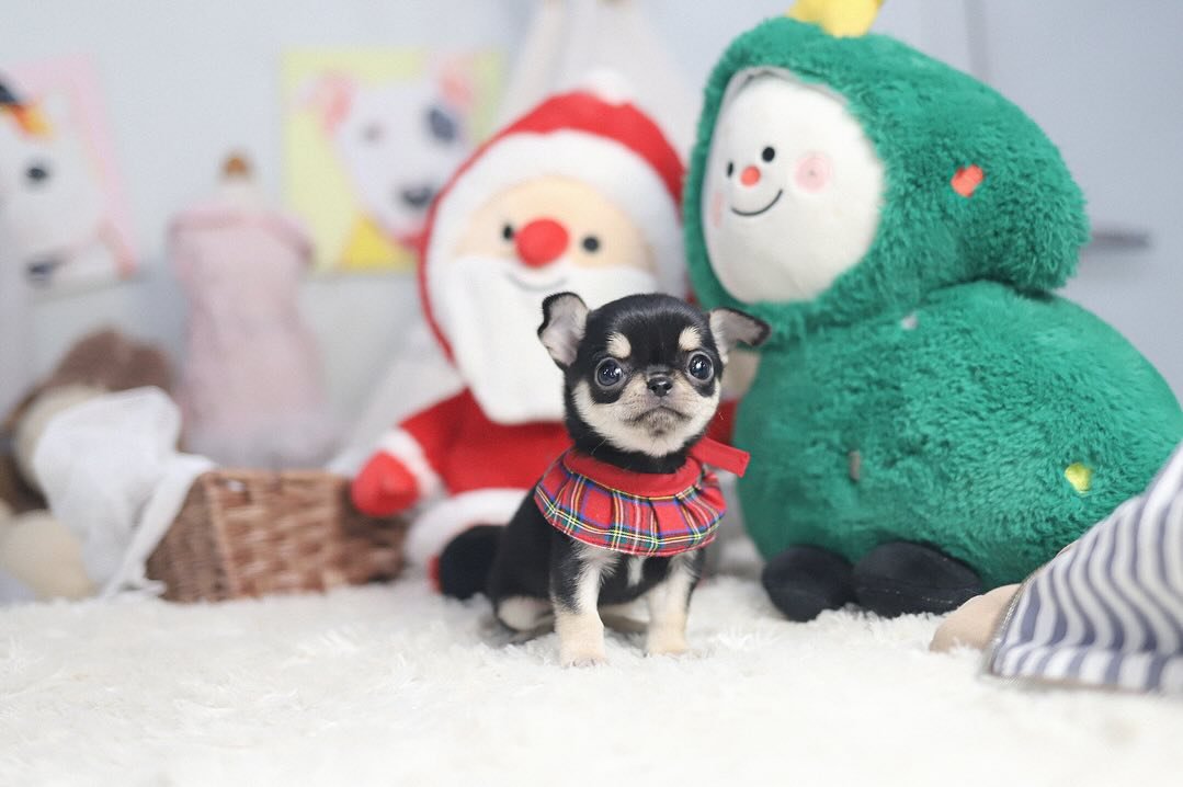 Chihuahua puppies for sale near me under $200