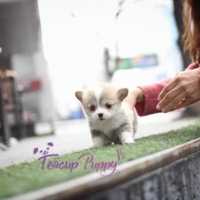 Corgi Puppies for Sale in Ohio | Premier teacup Puppies