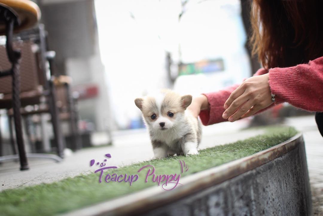 Corgi Puppies for Sale in Ohio | Premier teacup Puppies