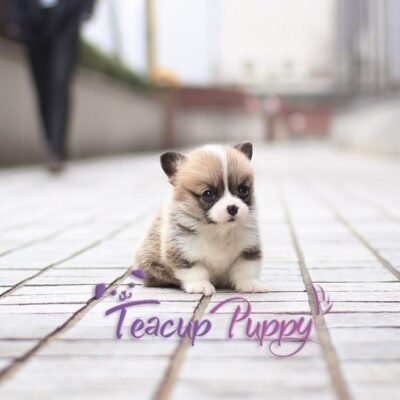 Corgi Puppies for Sale in California | Premier teacup Puppies