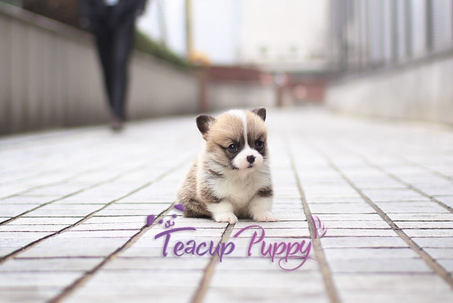 Corgi Puppies for Sale in California | Premier teacup Puppies