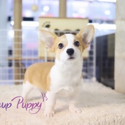 Corgi Puppies for Sale in California | Premier teacup Puppies