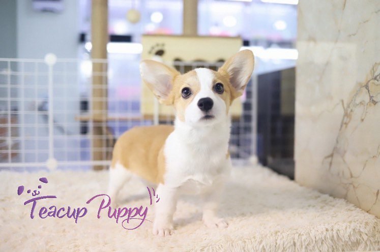 Corgi Puppies for Sale in California | Premier teacup Puppies