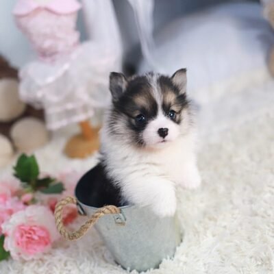 Corgi Puppies for Sale Under $200 | Premier teacup Puppies