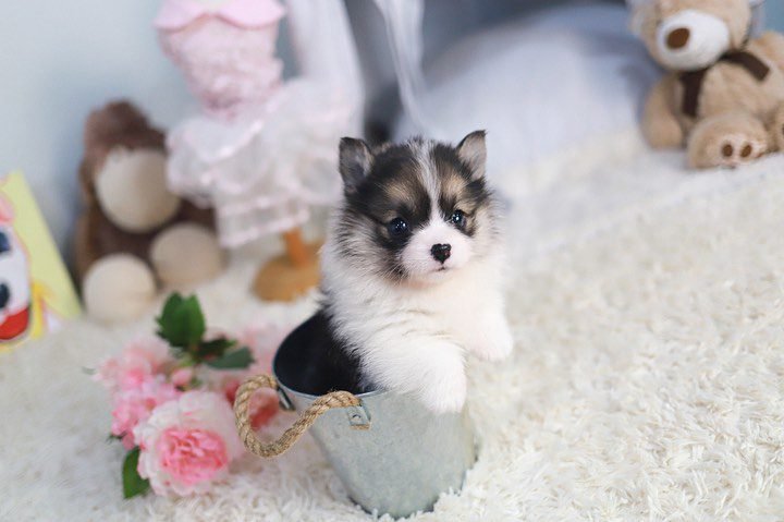 Corgi Puppies for Sale Under $200 | Premier teacup Puppies