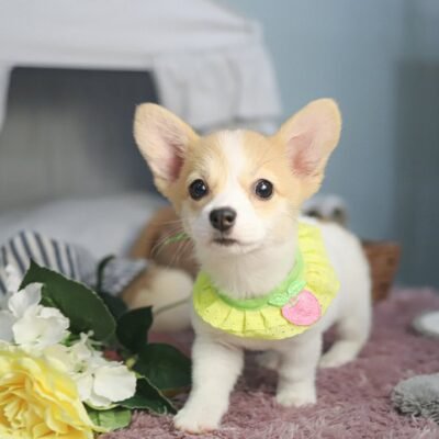 Mini Corgi Puppies for Sale | Premier teacup Puppies