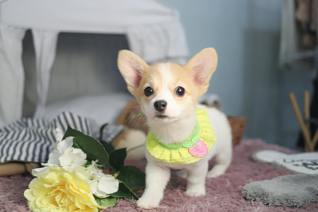Mini Corgi Puppies for Sale | Premier teacup Puppies