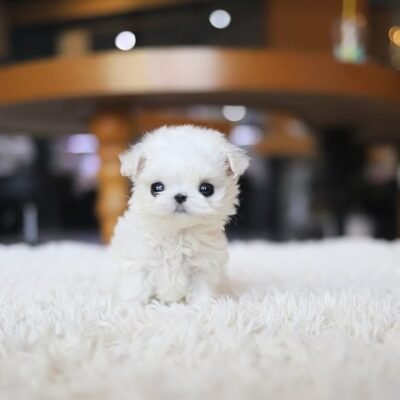 Maltese Puppies for Sale in Michigan – Premier teacup Puppies