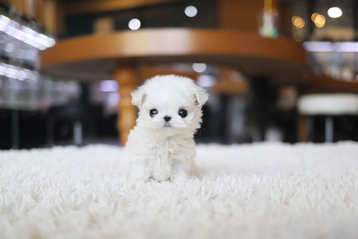 Maltese Puppies for Sale in Michigan – Premier teacup Puppies