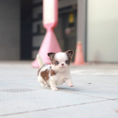 Deer Head Chihuahua Puppies for Sale