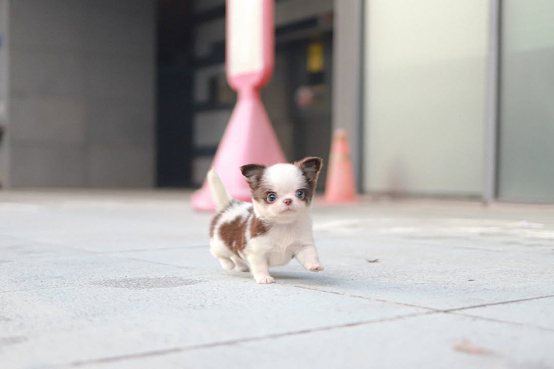 Deer Head Chihuahua Puppies for Sale