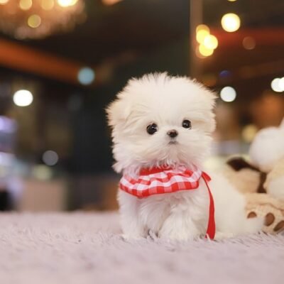 Maltese Puppies for Sale $700– Premier teacup Puppies