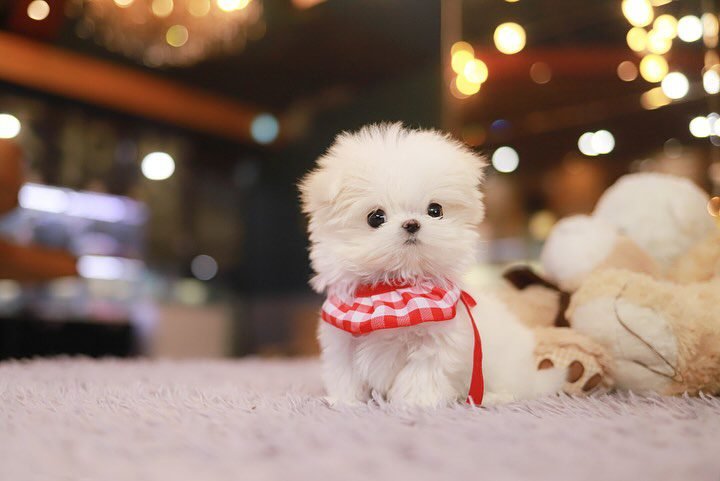 Maltese Puppies for Sale $700– Premier teacup Puppies