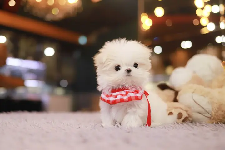 Maltese Puppies for Sale $700– Premier teacup Puppies