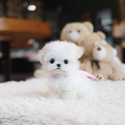 Adorable Teacup Maltese Puppies for Sale