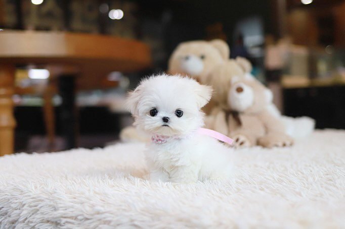 Adorable Teacup Maltese Puppies for Sale