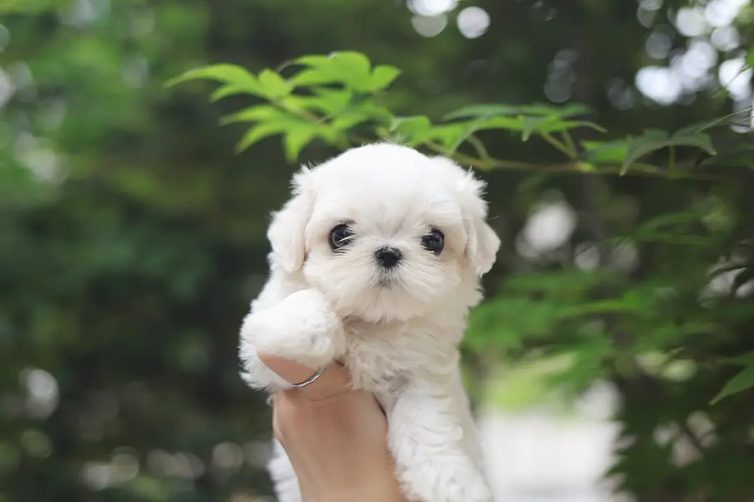 Cute Maltese Maltese Puppies for Sale | Premier teacup Puppies