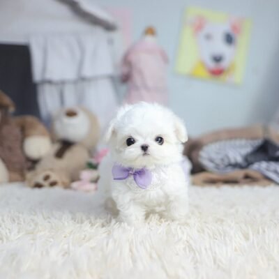 Maltese Puppies for Sale in Ohio | Premier teacup Puppies