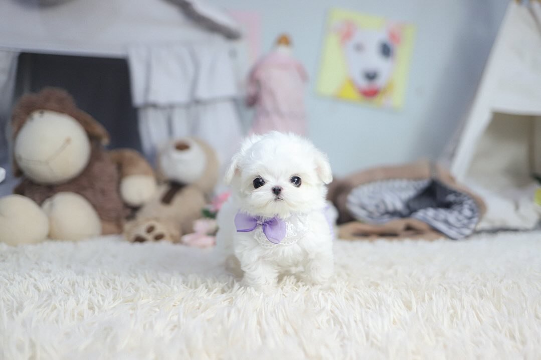 Maltese Puppies for Sale in Ohio | Premier teacup Puppies