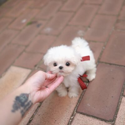 Teacup Maltese for Sale – Premier teacup Puppies