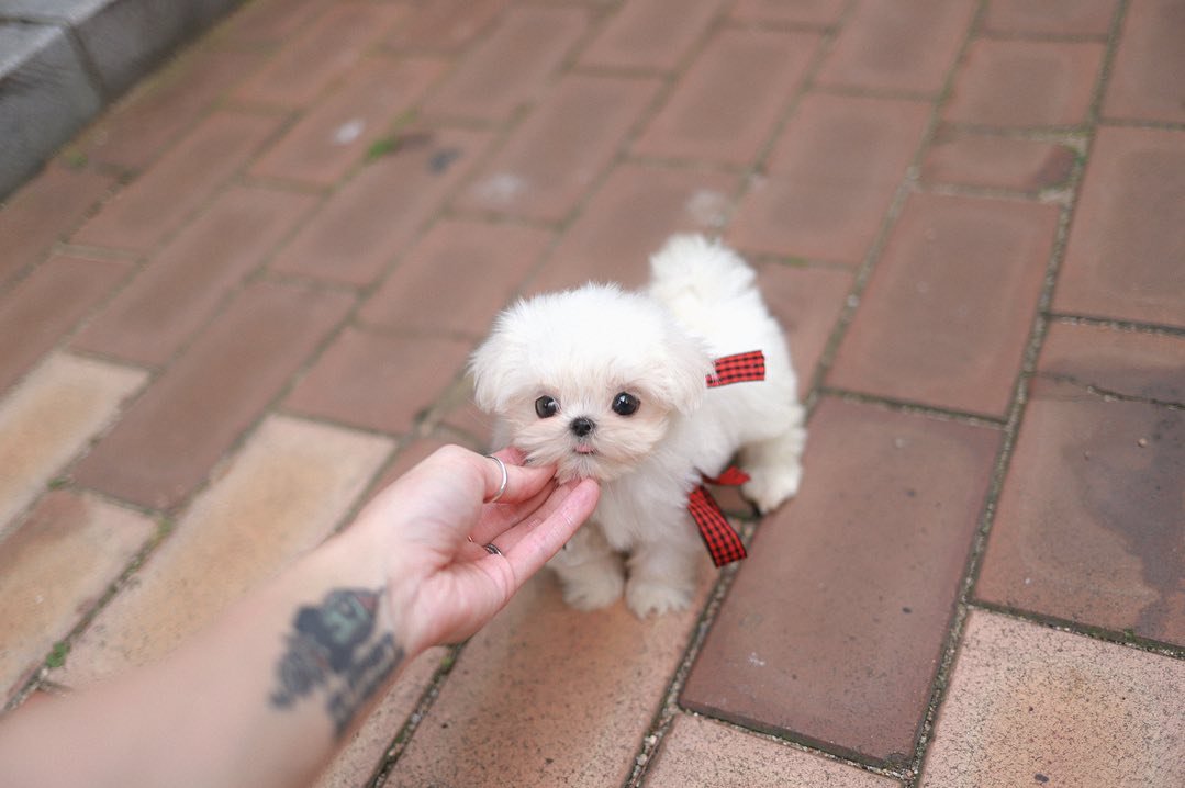 Teacup Maltese for Sale – Premier teacup Puppies