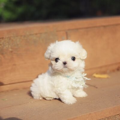 Adorable Maltese puppy Small Dogs for Sale in Latah County