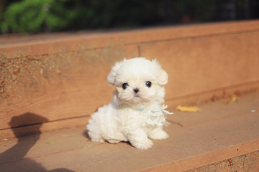 Adorable Maltese puppy Small Dogs for Sale in Latah County
