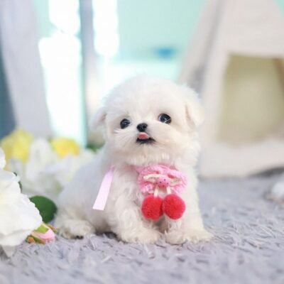 Teacup Maltese Dog for Sale – Premier teacup Puppies