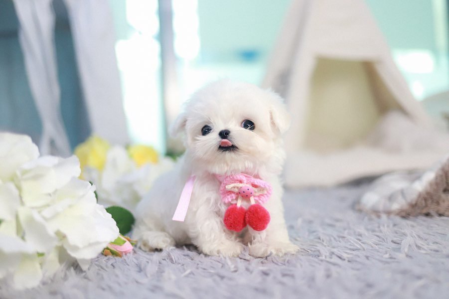 Teacup Maltese Dog for Sale – Premier teacup Puppies