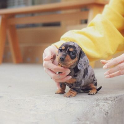 Dapple Dachshund Puppies for Sale – Premier teacup Puppies